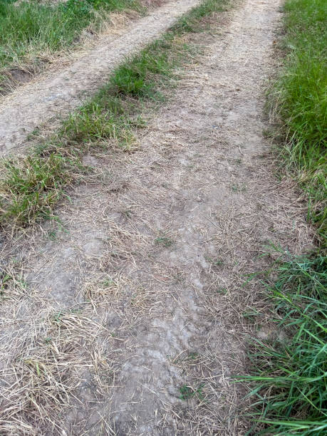 istock The empty dirt road with the straw along the paddy field. 1414006084