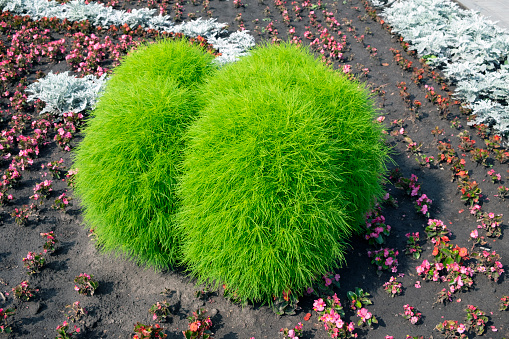Kochia green plant on a flower bed in the park. Greening the city