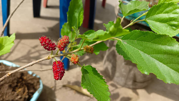 mulberry fruit growing around the house.