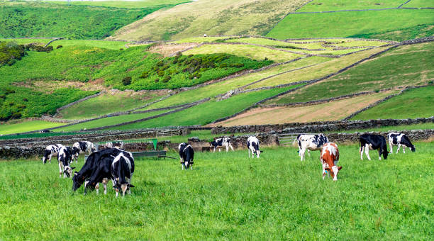 istock A farm in Terceira Island 1414008514