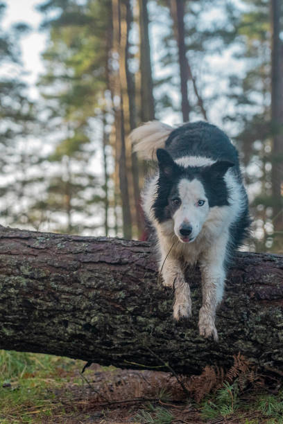 istock border collie dog jumping over fallen tree 1414009852