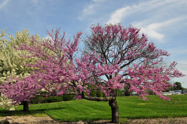 istock Flowering Trees in spring-Howard County, Indiana 1414009890