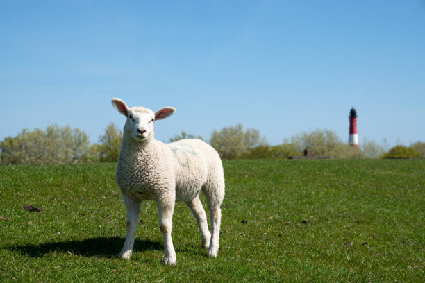 Newborn Spring Lambs, February 2025