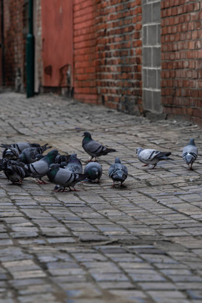 istock pigeons feeding in alley 1414010883