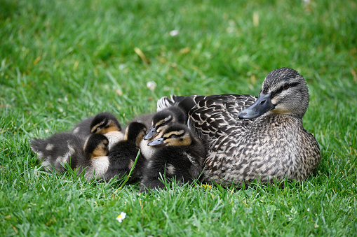 A mother duck cuddling up with her baby ducklings
