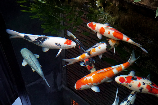 koi fish in pond with blurry underwater reflection