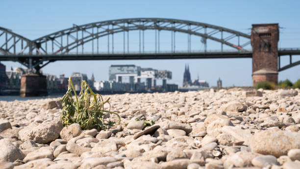 Cologne, Germany - August 8, 2022: Low water of the Rhine river in Cologne on August 8, 2022 in Germany