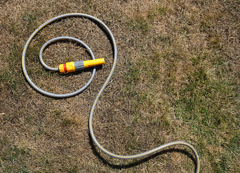 Dry arid parched brown lawn grass. With curled yellow hosepipe. Illustrates water shortage, hosepipe ban, heatwave and drought. Outdoors on sunny summers day.