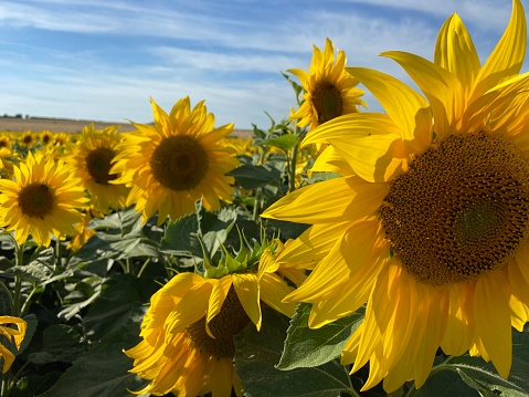 Sunflower field with flowers larger in foreground on the right and decreasing in size crossing the horizon