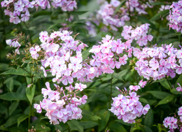 istock beautiful ornamental garden (phloxes) 1414015032