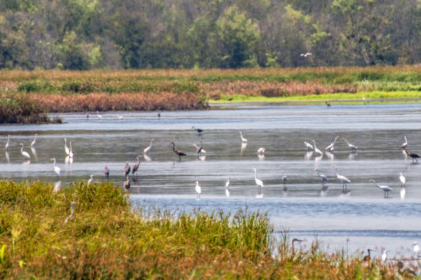 istock A gathering of egrets and heron in pond 1414015078