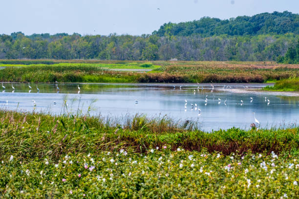 istock Landscape with multitude of egrets and heron in water 1414015116