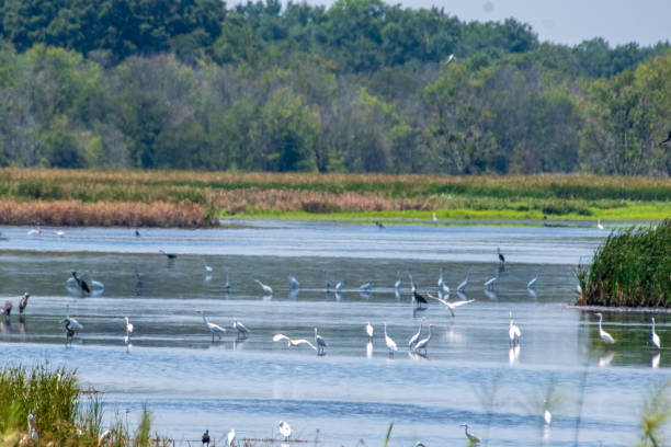 istock Landscape with multitude of egrets and heron in water 1414015163