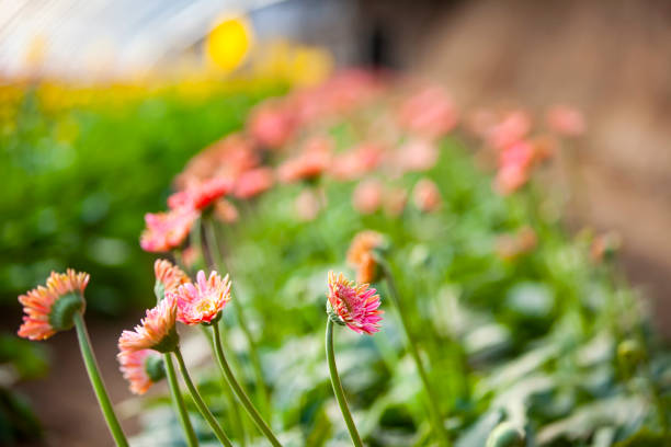 istock African chrysanthemum blooms 1414015716