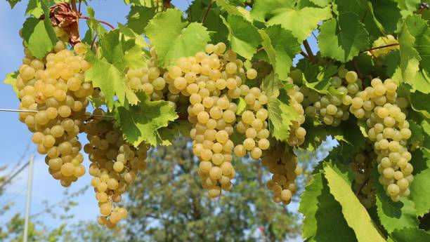 istock Ribolla Gialla grapes on a vine in Friuli 1414016712