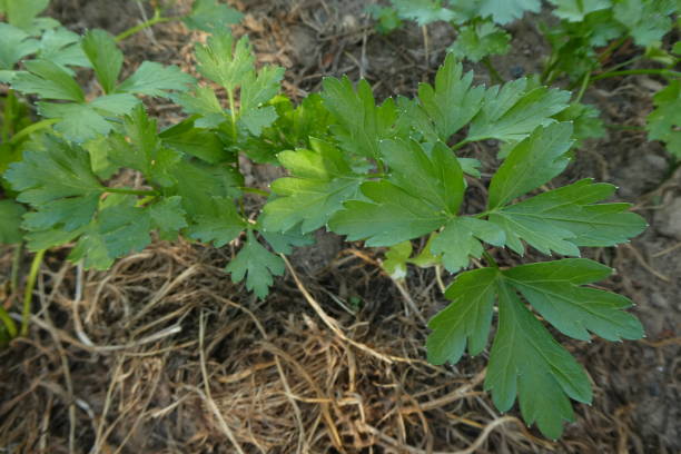 persil simple dans le jardin creux - flat leaf parsley photos et images de collection