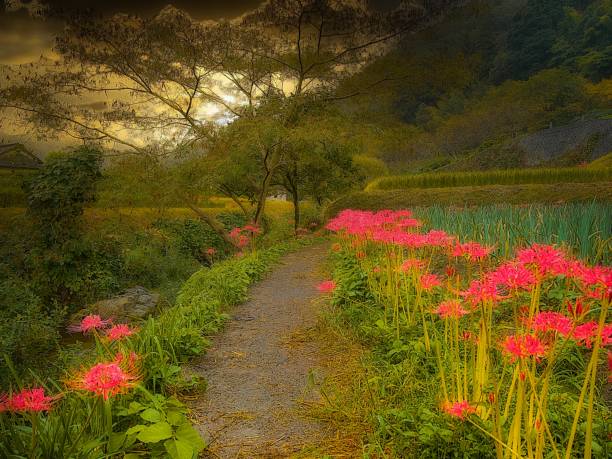 istock Japanese landscape1222 Red spider lily 1414017526