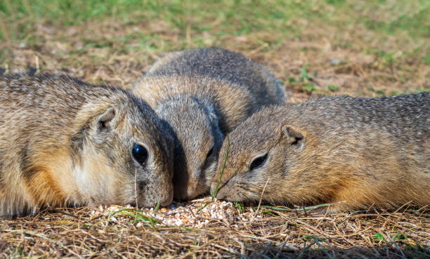 Three gophers are eating seeds on the grassy meadow. Close-up. Three gophers are eating seeds on the grassy meadow. Close-up. alpine marmot (marmota marmota) stock pictures, royalty-free photos & images