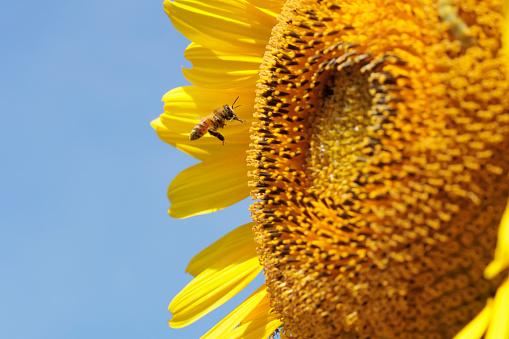 A honeybee flying to collect the nectar of sunflower