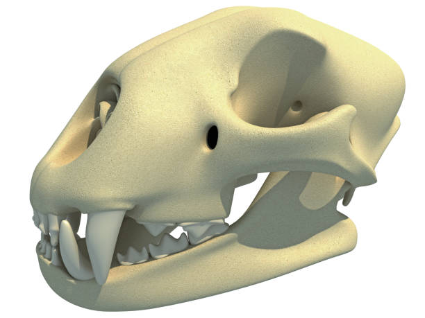 istock Cheetah Skull animal anatomy 3D rendering 1414018662