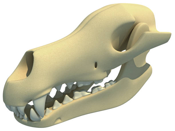 istock Dog Skull animal anatomy 3D rendering 1414018668