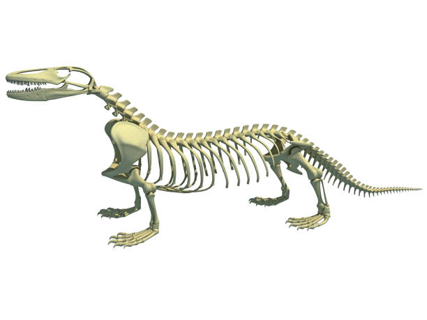 istock Komodo dragon skeleton anatomy 3D rendering 1414018689