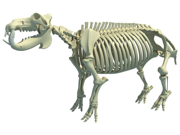 istock River Horse Hippopotamus Skeleton anatomy 3D rendering 1414018696