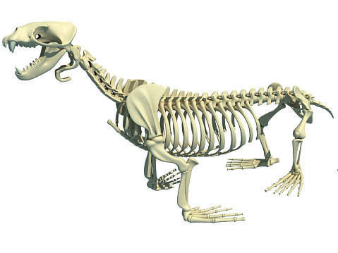 Sea Lion Skeleton 3D rendering on white background