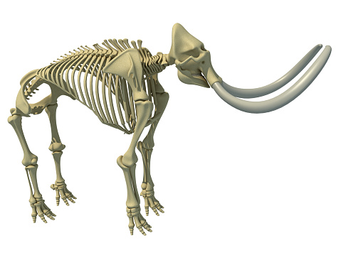 Mammoth Skeleton animal anatomy 3D rendering
