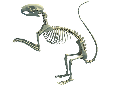 Squirrel Skeleton 3D rendering on white background