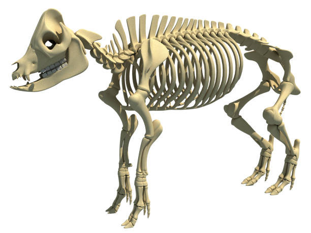 istock Pig Skeleton anatomical animal 3D rendering on white background 1414018890