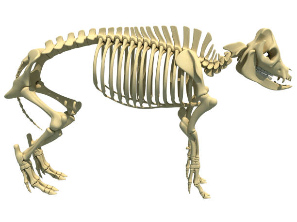 istock Pig Skeleton anatomical animal 3D rendering on white background 1414018909