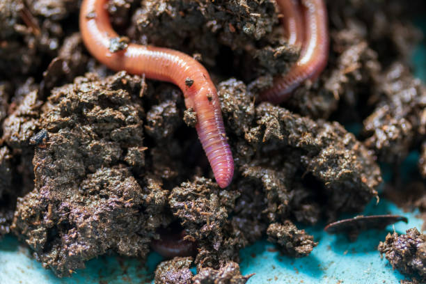 regenwurm bewegt sich auf dem fruchtbaren boden. dendrobaena ist ein grabender annelidenwurm, der im boden lebt, wenn viele in den böden, dieser boden reich an organischer substanz ist. regenwürmer als köder zum angeln. - fishing worm stock-fotos und bilder