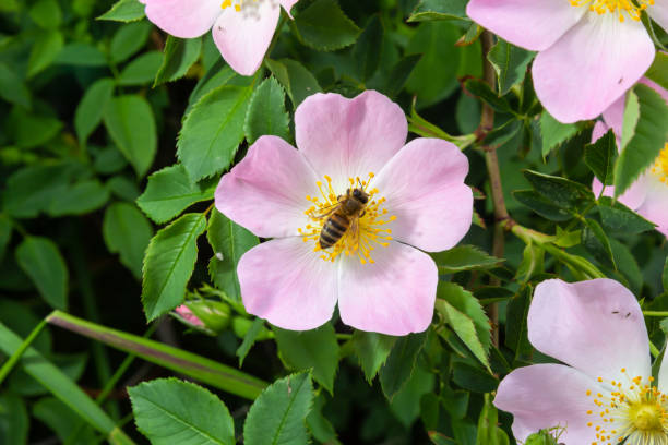 Honey bee Apis Mellifera is collecting pollen on white flower of bush dog rose. Latin rosa canina, similar to a sweet briar also called eglantine state flower or state symbol of Iowa and North Dakota Honey bee Apis Mellifera is collecting pollen on white flower of bush dog rose. Latin rosa canina, similar to a sweet briar also called eglantine state flower or state symbol of Iowa and North Dakota. wild rose hip stock pictures, royalty-free photos & images
