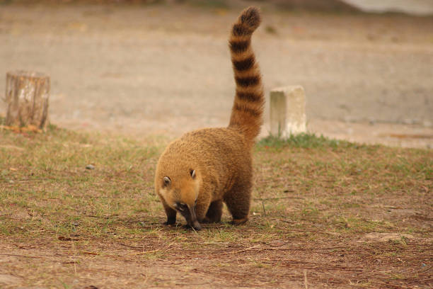 istock Coatis playing in the park 1414020312