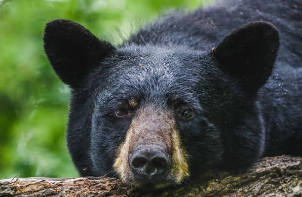 oso aturdido - wildlife pictures fotografías e imágenes de stock