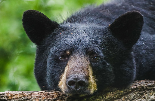 A Black Bear at a wildlife sanctuary in northern Minnesota.