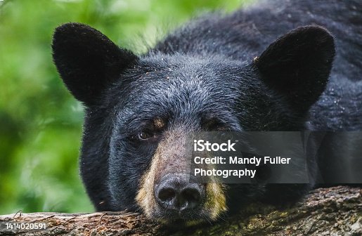 istock Bear Daze 1414020591