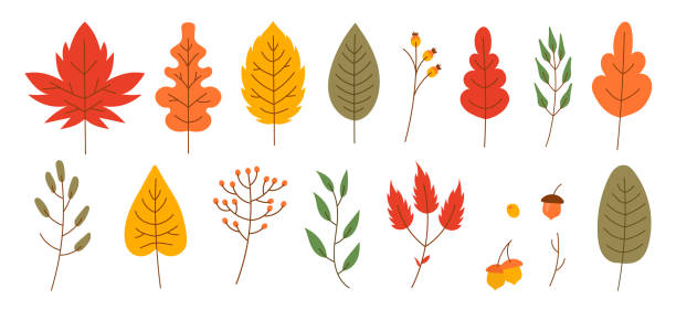 ilustraciones, imágenes clip art, dibujos animados e iconos de stock de el otoño deja un estilo plano. ilustración vectorial de mapple seco y bayas. conjunto de iconos de otoño - oak leaf oak tree acorn season