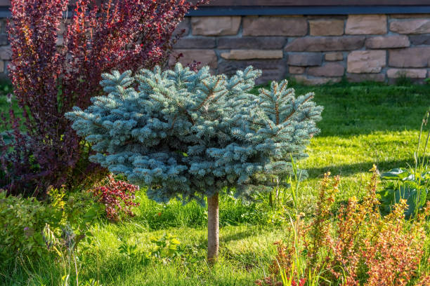 istock Small blue spruce on the border as an element of landscape design. 1414021937