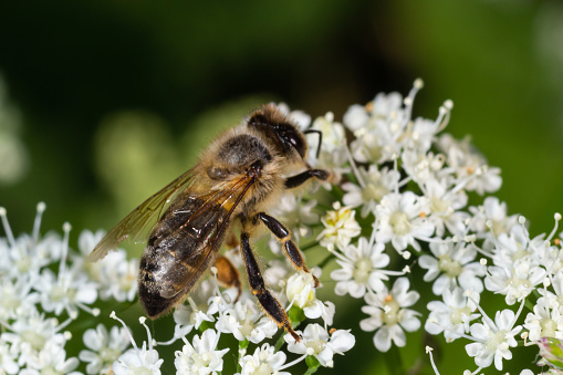 Closeup of a bee collecting nectar from the white blossoms of bishopsweed, Aegopodium podagraria.