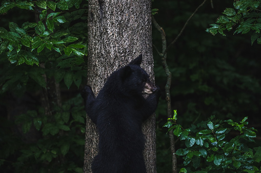 A black bear cub got spooked by its sibling and climbed up a tree.