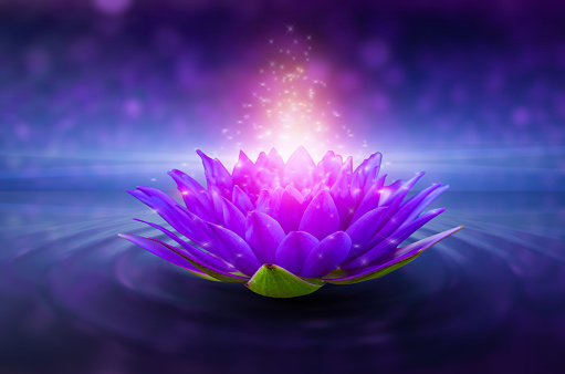 Purple Lotus Pictures | Download Free Images on Unsplash