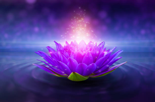 lotus pink light purple floating light sparkle purple background - water lily pink yellow imagens e fotografias de stock