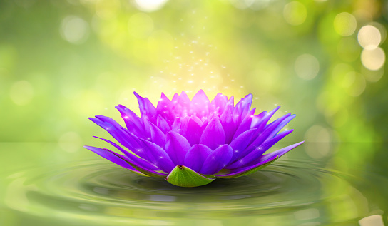 Horizontal high angle extreme closeup photo of a beautiful pink toned Sacred Lotus flower growing in a pond in a tropical garden in Bali