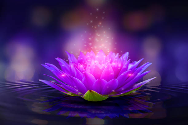 istock lotus Pink light purple floating light sparkle purple background 1414022930