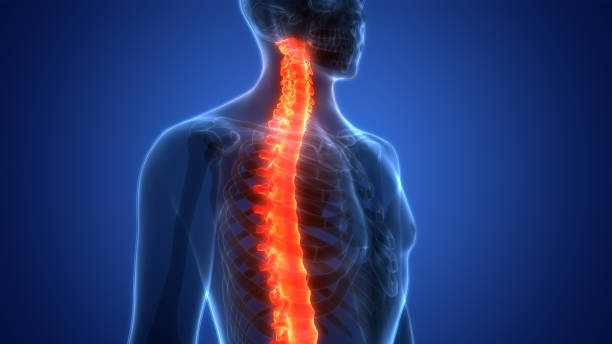 istock Spinal Cord Vertebral Column of Human Skeleton System Anatomy 1414023234