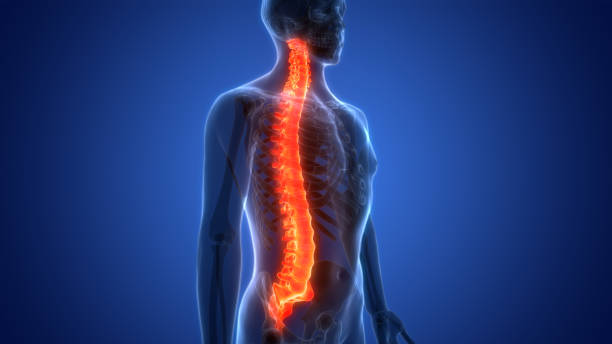 istock Spinal Cord Vertebral Column of Human Skeleton System Anatomy 1414023249