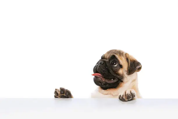 Studio shot of purebred dog, pug, posing, sticking out table isolated over white background. Concept of movement, pets love, domestic animal life, beauty, domestic pet. Copy space for ad