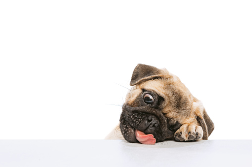 Studio shot of funny purebred dog, pug, posing, reaching food with tongue isolated over white background. Concept of movement, pets love, domestic animal life, beauty, domestic pet. Copy space for ad